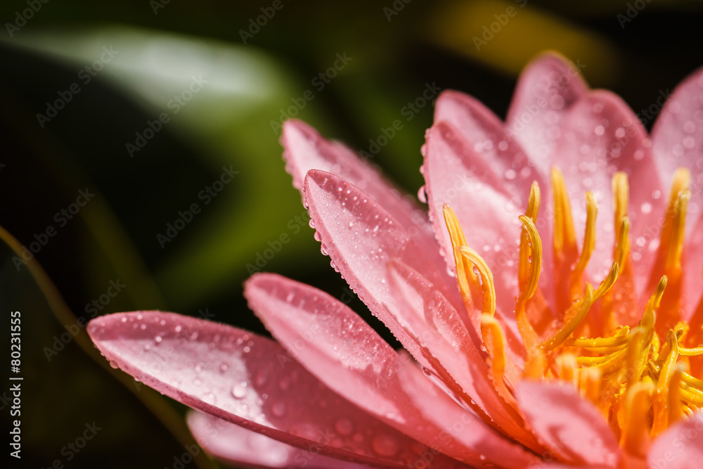 pink water lily