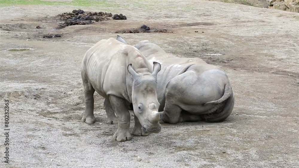 Cub Southern White Rhinoceros with mother. Cub Southern White Rhinoceros with mother.