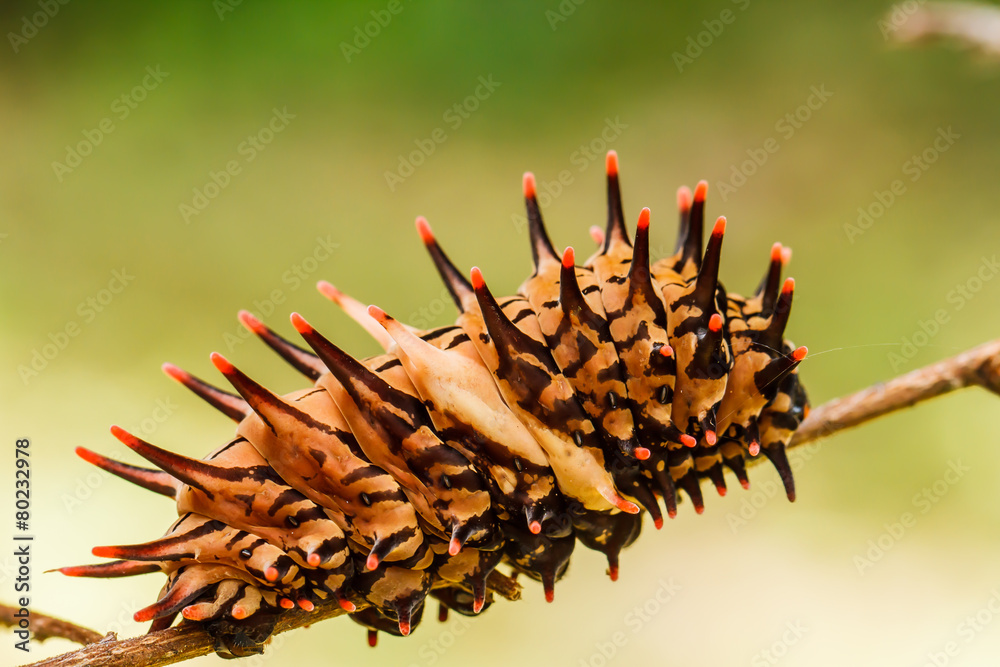 Obraz premium Caterpillar golden birdwing