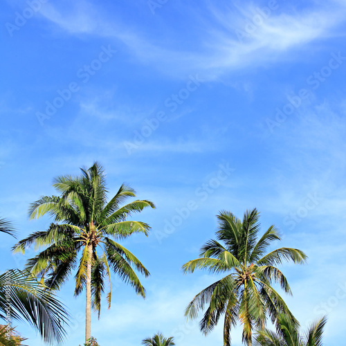 blue sky with green leaf palm and cloud