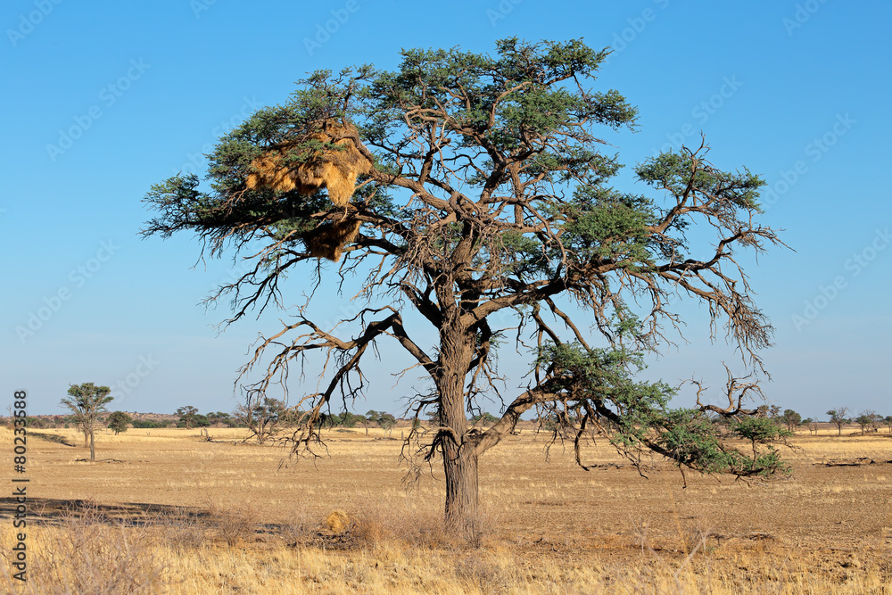 African Acacia tree with large sociable weaver nest