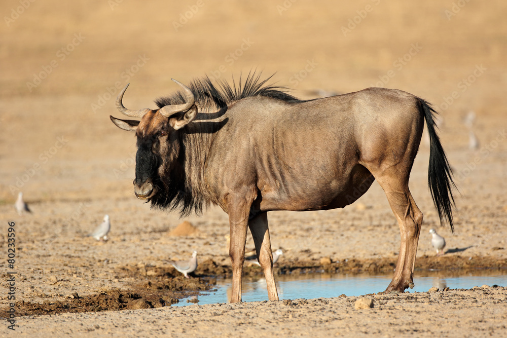 Blue wildebeest at waterhole, Kalahari desert Blue wildebeest at waterhole, Kalahari desert