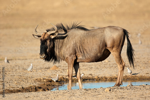Blue wildebeest at waterhole, Kalahari desert