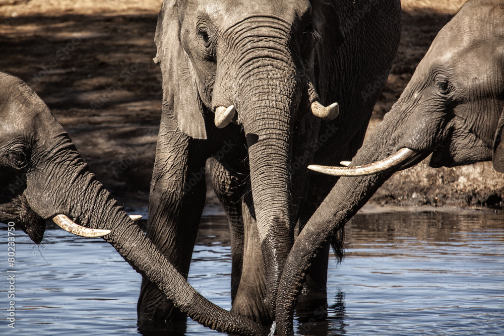Fototapeta premium Elephants Drinking