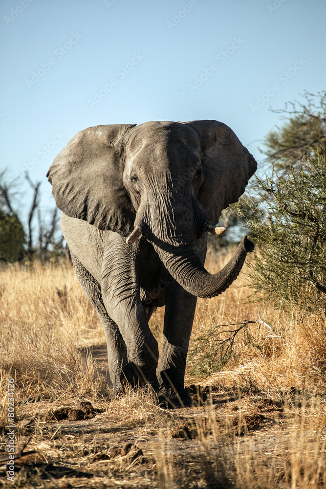Fototapeta premium Elephant