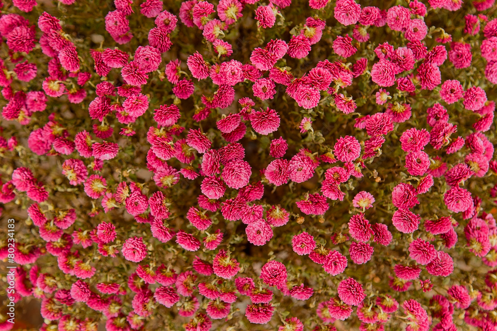 Background from a lot of flowers of purple chrysanthemums