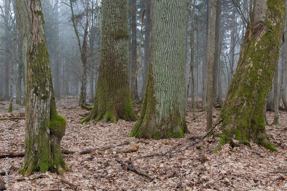 Group of old decidous trees in springtime stand Group of old decidous trees in springtime stand