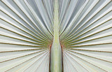 symétrie de feuille de palmier latanier bleu, Réunion