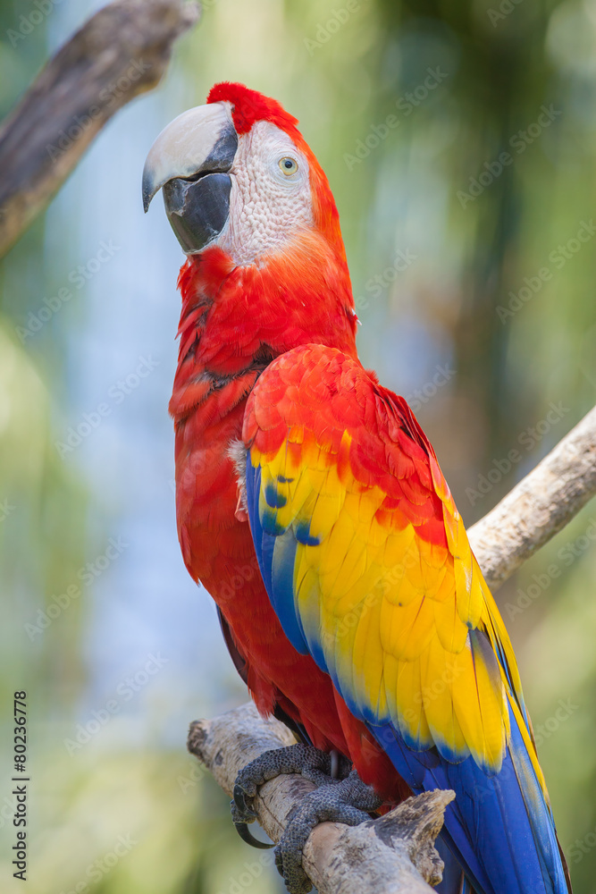 Obraz premium Old red parrot