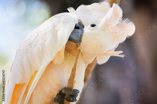 creamy-white cockatoo