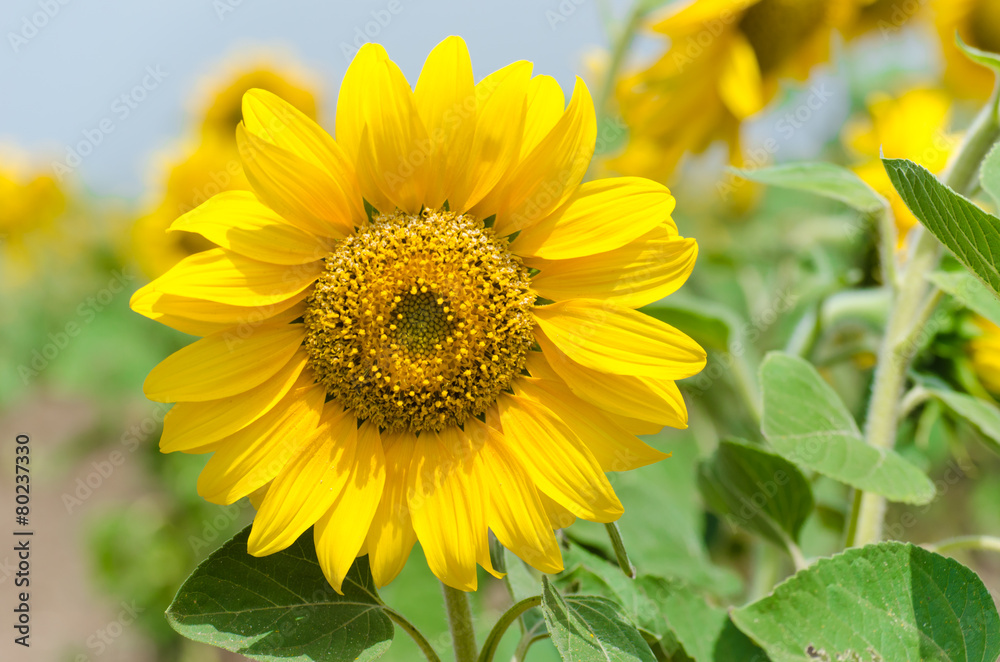 Bright yellow sunflower in the sunflower field Bright yellow sunflower in the sunflower field