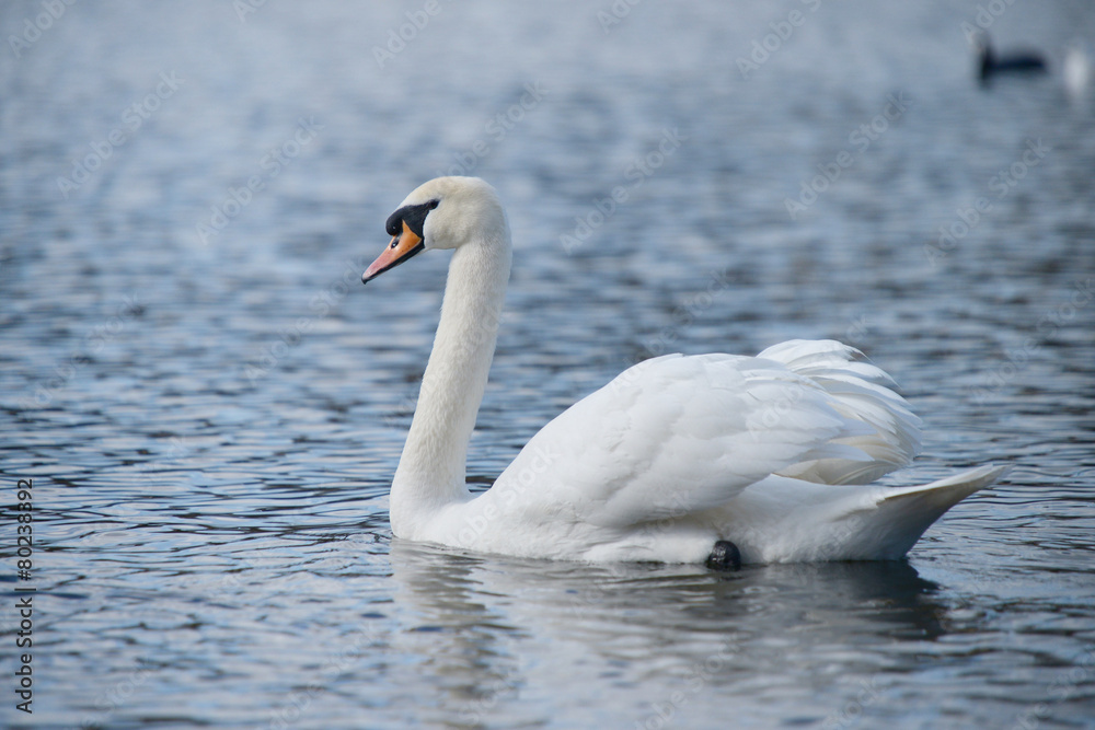 Mute Swan, Cygnus olor Mute Swan, Cygnus olor