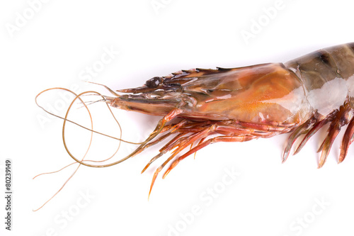 Close up of fresh shrimp.