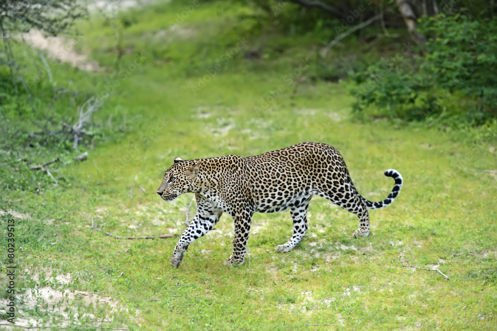 Obraz premium Leopard