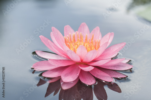 Pink water lily in pond