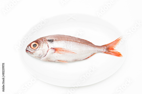 Pezzogna fish, variety of seabream, white background photo