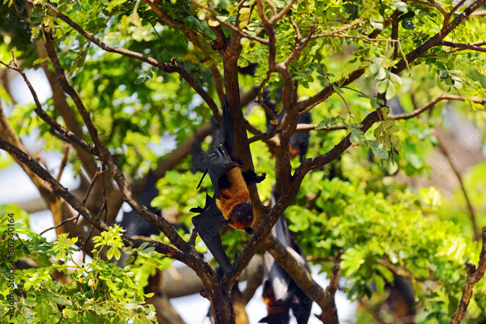 Fototapeta premium Flying fox