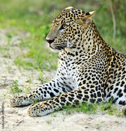 Obraz na płótnie Leopard w salonie