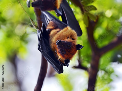 Obraz na płótnie Flying fox w salonie
