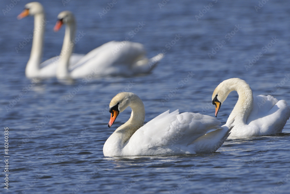Obraz premium Höckerschwäne