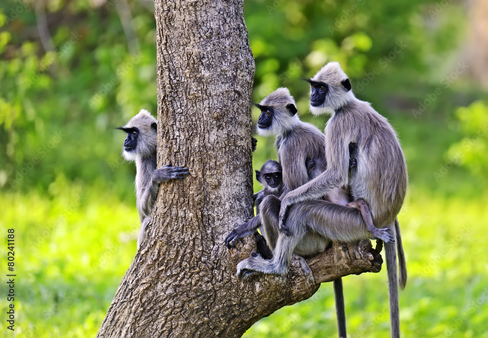 Close-up of a Grey Langur