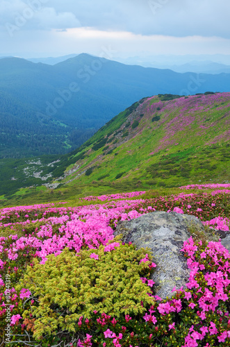 Flowers in the mountains