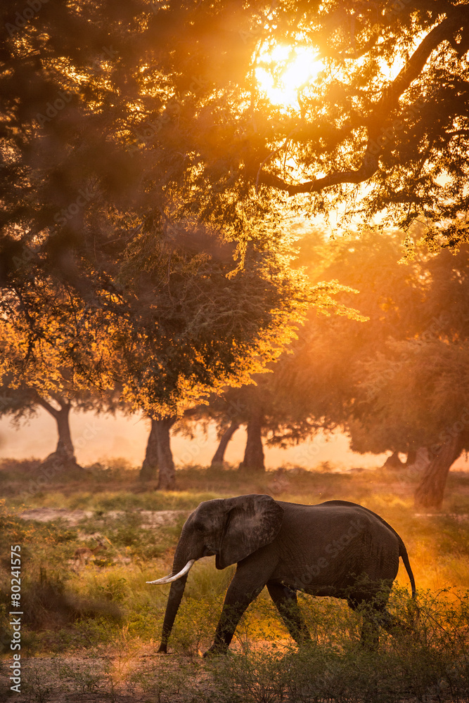 Fototapeta premium Elephant