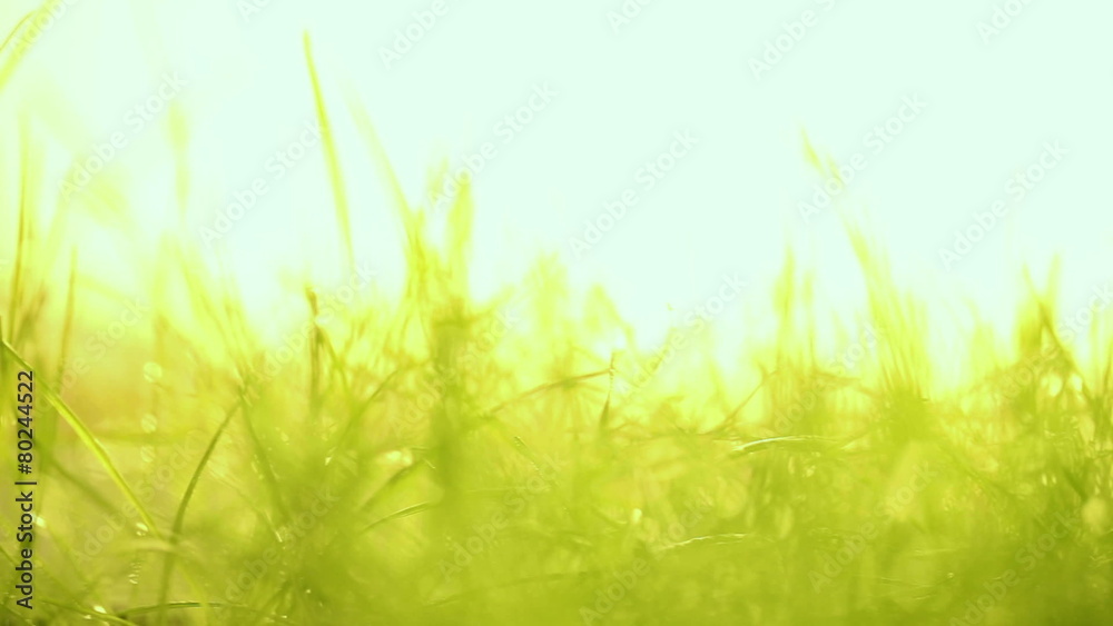 Macro slide motion of young grass Macro slide motion of young grass