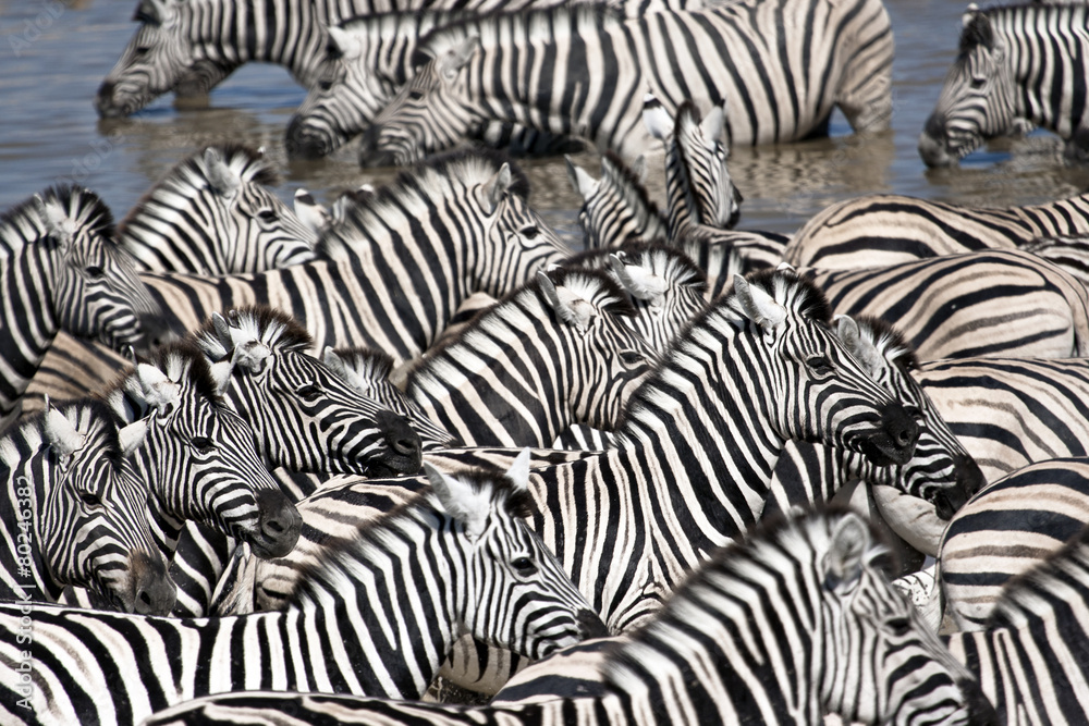 Zebra Head Zebra Head