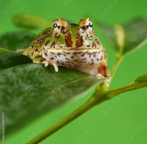 frog pacman(ceratophrys ornata) photo