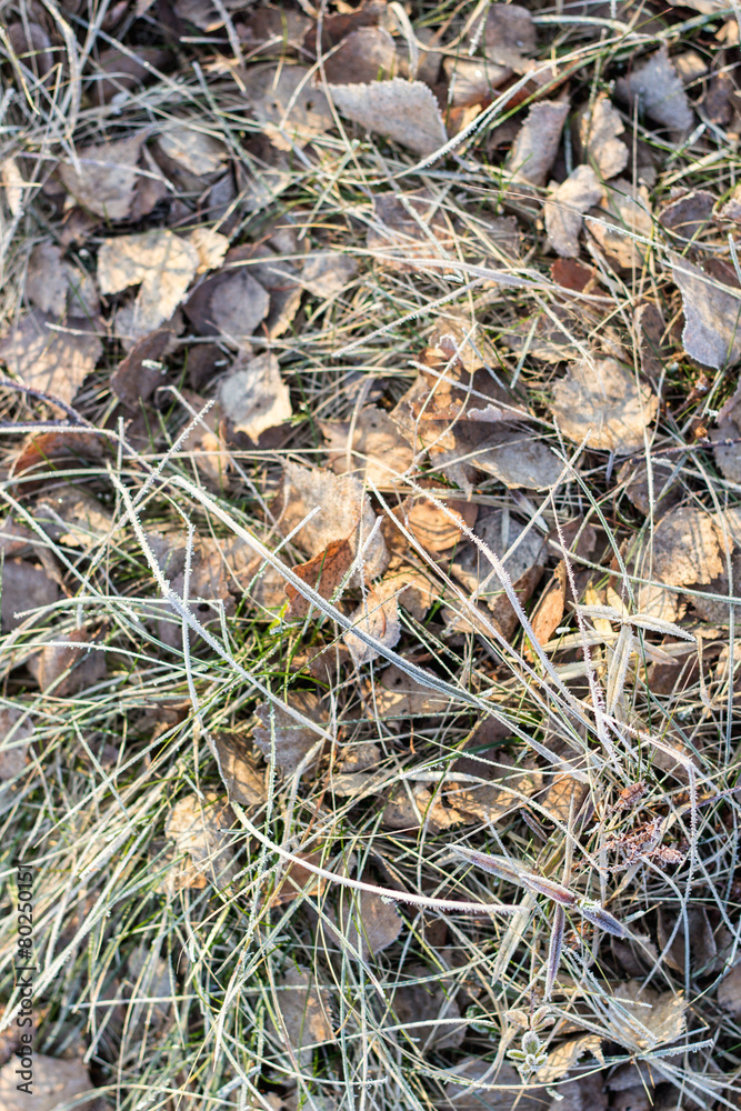 frozen plant