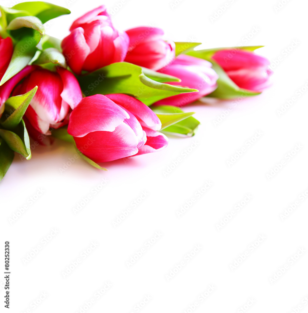 Pink tulips background.