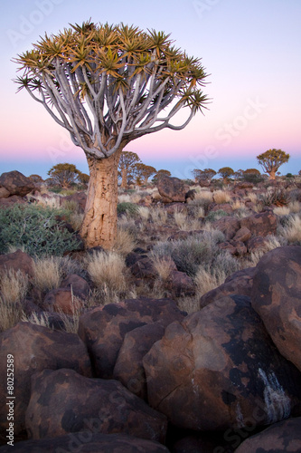 Quivertree photo