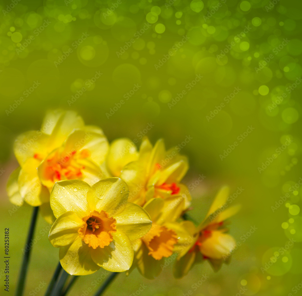 Yellow narcissus . Yellow narcissus .