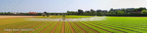 Irrigation field panorama