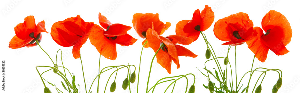 Fototapeta premium Red poppies isolated .