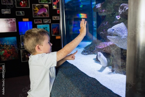 Wallpaper Mural Little boy looking at fish tank Torontodigital.ca