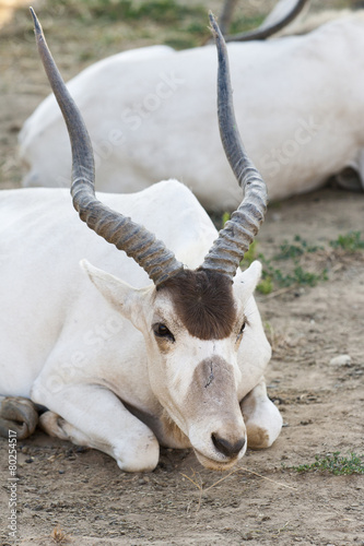 Antelope Addax photo