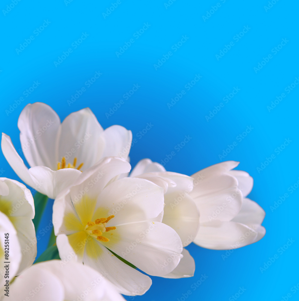 Naklejka premium White crocuses isolated.