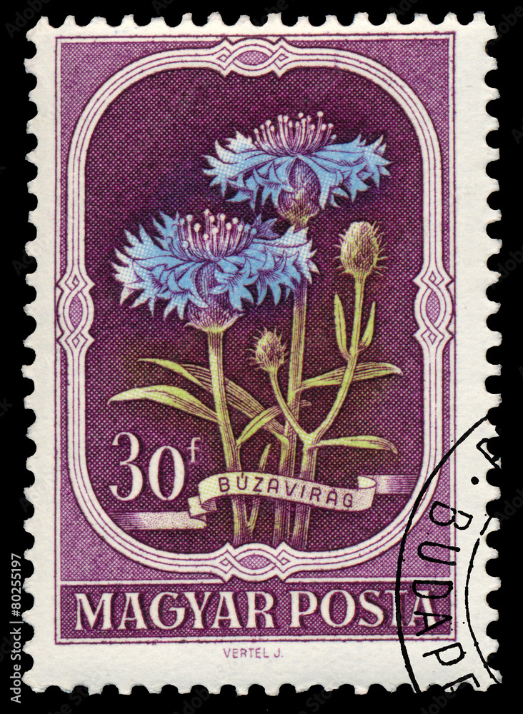 Stamp printed in Hungary shows Cornflower Stamp printed in Hungary shows Cornflower