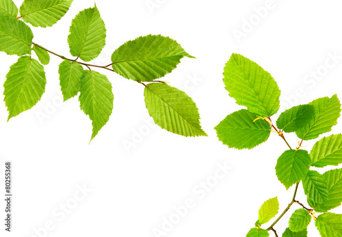 Green leaves isolated.