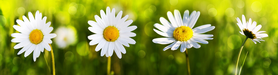 White daisy flowers .