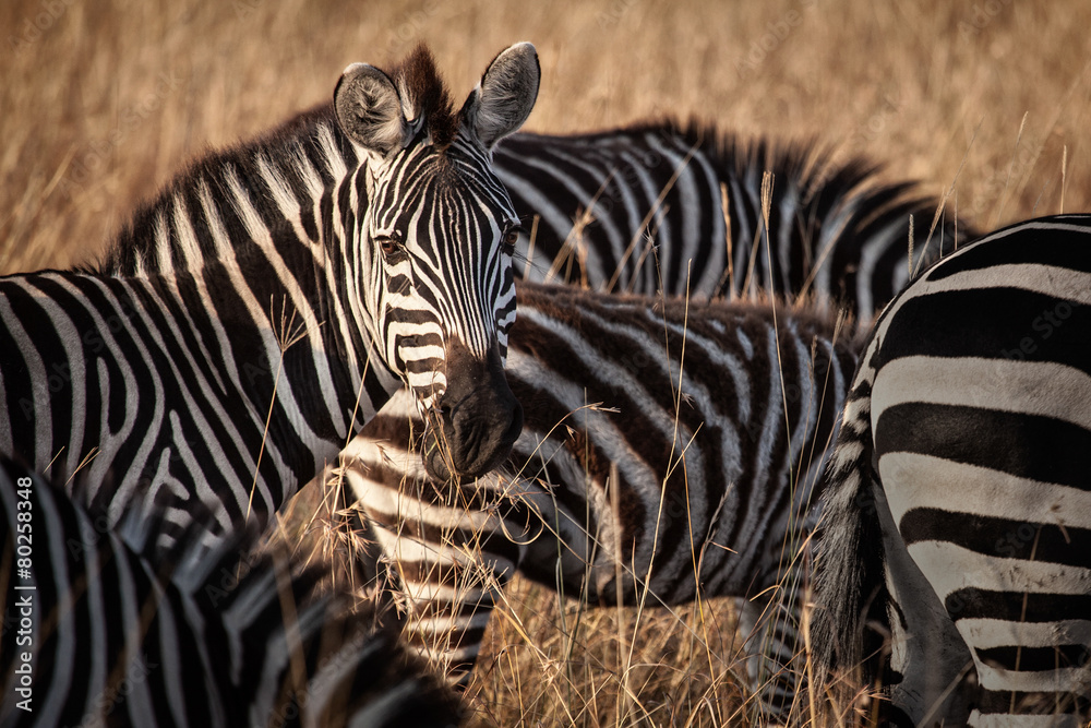 Naklejka premium Zebra Head