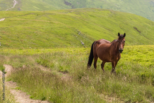 horses and mountains landscape