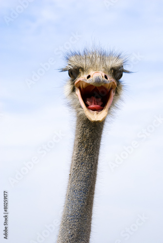 funny ostrich © vitalya