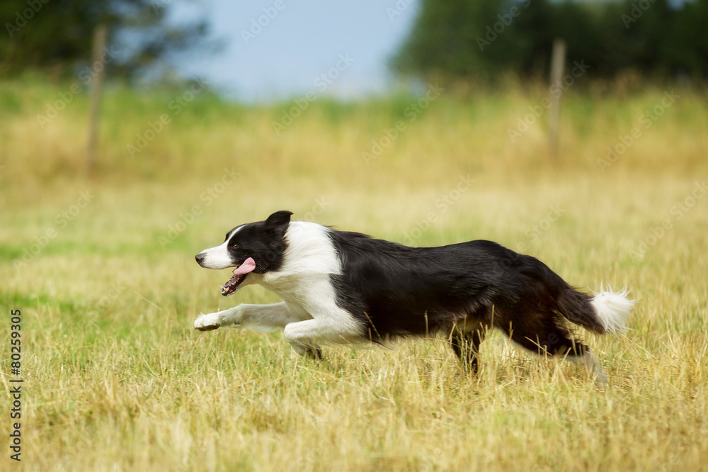 Running border collie dog