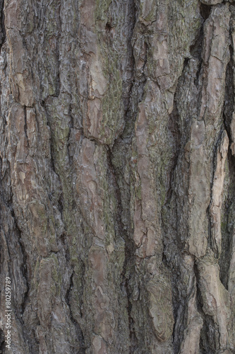 Pine tree bark