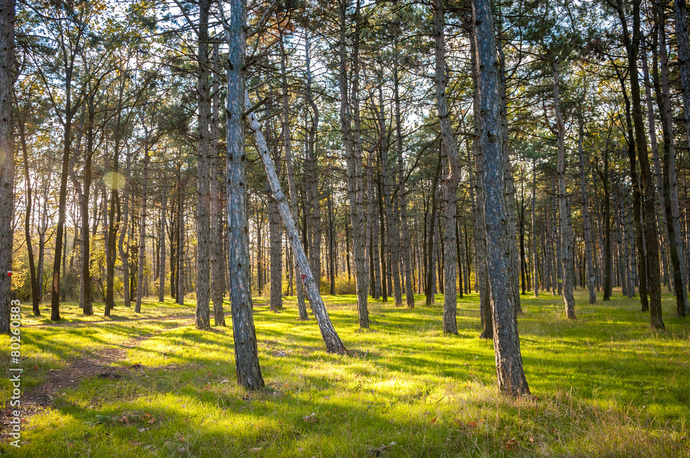Fototapeta premium Pine forest