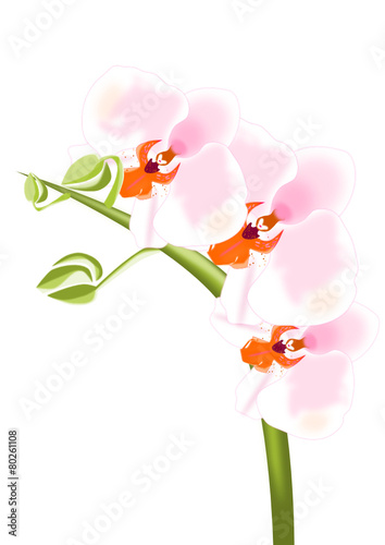 Orquídeas 