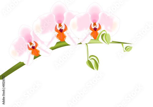 Orquídeas 
